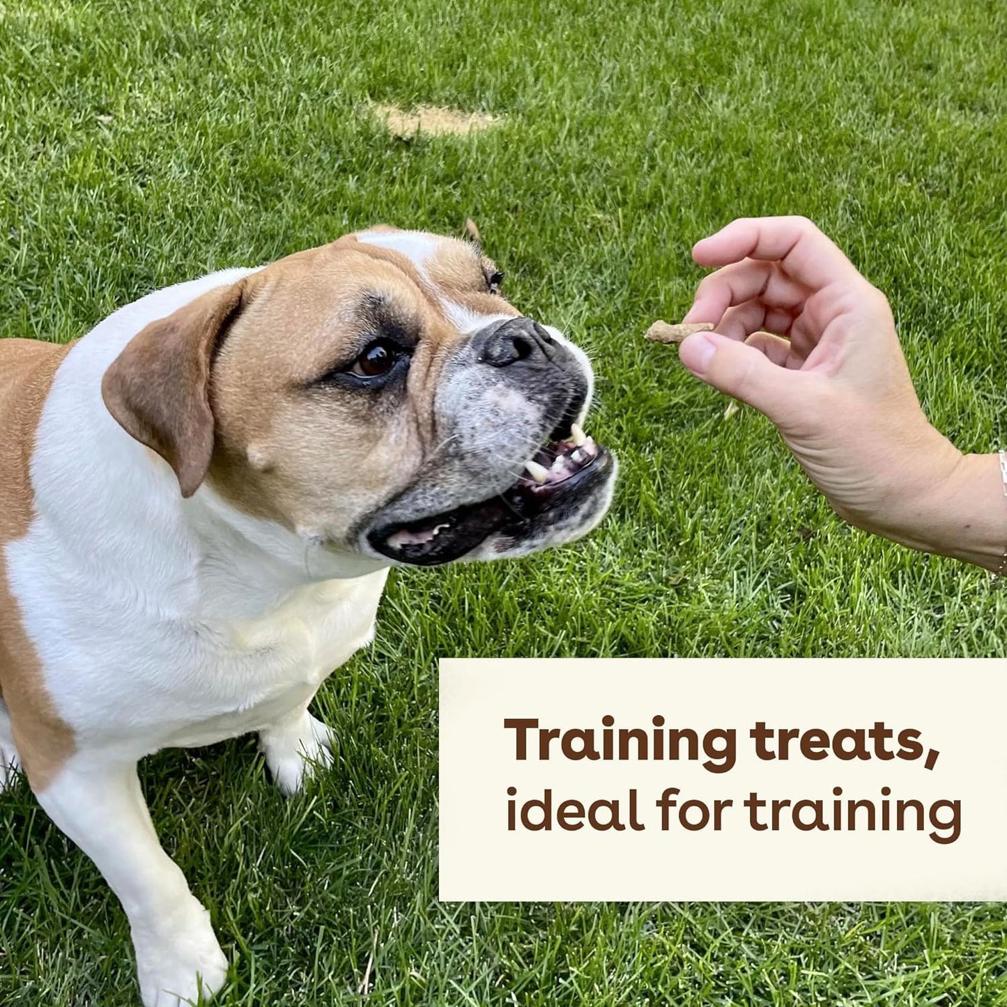 Pupford Freeze Dried Training Treats for Dogs & Puppies, 475+ Two Ingredient Bites (Chicken, 4 oz)
