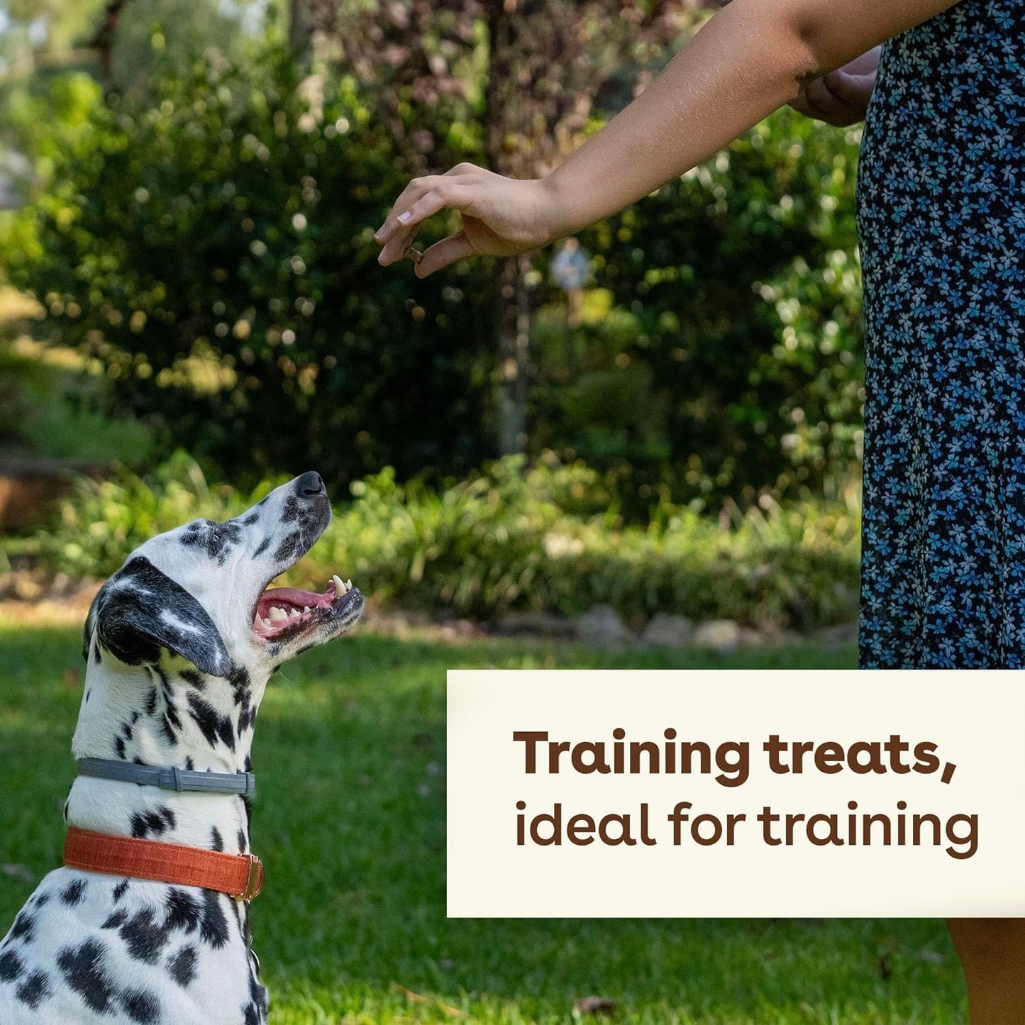 Pupford Freeze Dried Training Treats for Dogs & Puppies, 475+ Two Ingredient Bites (Chicken, 4 oz)